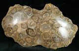 Polished Fossil Coral Head - Morocco #12127-1